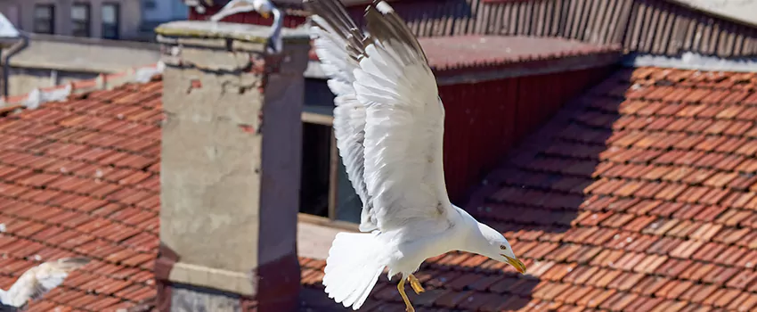 Residential Chimney Animal Removal Solution in Texas City, TX