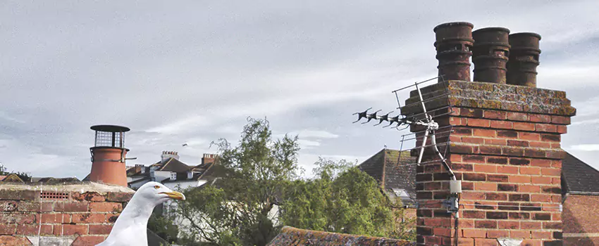 Chimney Cleaning And Restoration in Texas City, Texas
